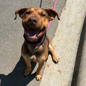 Cheese Fry -  Shepherd and Mixed Breed Dog for Adoption in Concord, North Carolina - Cheese Fry | PetCurious