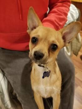 Chihuahua Dogs Available for Adoption - Rusty (Chi) | PetCurious