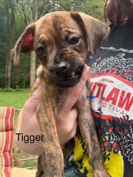 Tigger -  Mountain Cur and Hound Dog for Adoption in Mount Bethel, Pennsylvania - Tigger | PetCurious