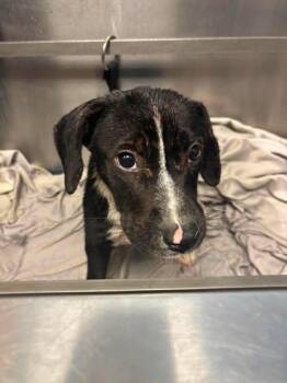 Firebird -  Mixed Breed Dog for Adoption in Chamblee, Georgia - Firebird | PetCurious