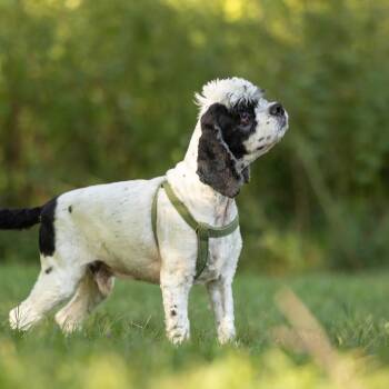 Mr. Pickles -  Cocker Spaniel Dog for Adoption in Hillsborough, North Carolina - Mr. Pickles | PetCurious