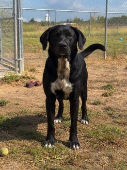Moo Moo -  Black Labrador Retriever Dog for Adoption in Winfield, Kansas - Moo Moo | PetCurious