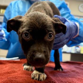 Catahoula Leopard Dog and Mixed Breed Dogs Available for Adoption - Fourleaf | PetCurious