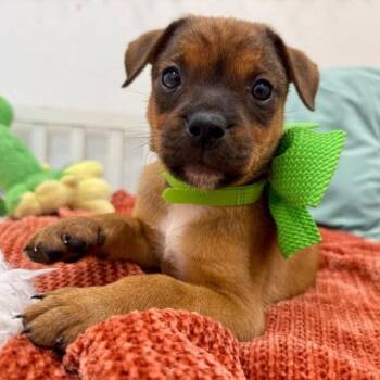 Bullseye Tootsie Toy Story -  Terrier and Labrador Retriever Dog for Adoption in Friendswood, Texas - Bullseye Tootsie Toy Story | PetCurious
