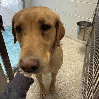 Labrador Retriever Dogs Available for Adoption in Gloucester, Virginia - Roxi | PetCurious