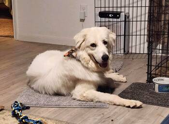 Rescue Great Pyrenees Dogs for Adoption in Quinlan, Texas - Emma SAT | PetCurious