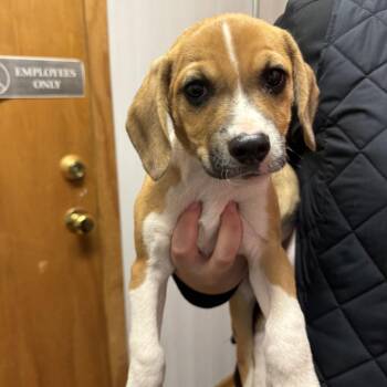 Beagle Dogs Available for Adoption in Madison, Wisconsin - Ross | PetCurious