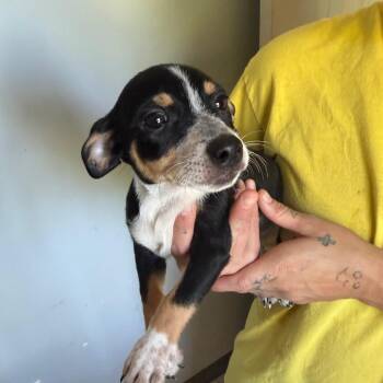 Female 3 -  Rat Terrier and Chihuahua Dog for Adoption in Hohenwald, Tennessee - Female 3 | PetCurious