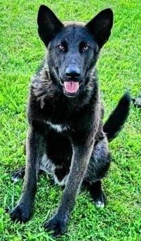 Rescue Shepherd Dogs for Adoption in Fallbrook, California - Black Jack | PetCurious