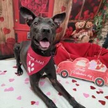 Pit Bull Terrier and Black Labrador Retriever Dogs Available for Adoption - Taylor | PetCurious