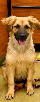 Tayler -  Retriever and Shepherd Dog for Adoption in Fort Lupton, Colorado - Tayler | PetCurious