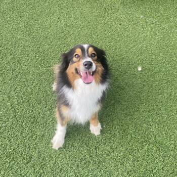 Josie Jo 5524 -  Australian Shepherd Dog for Adoption in Loxahatchee Groves, Florida - Josie Jo 5524 | PetCurious