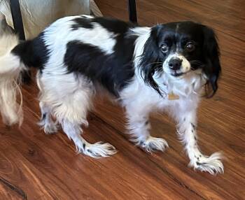 Rescue Cavalier King Charles Spaniel Dogs for Adoption in Sarasota, Florida - Manny | PetCurious