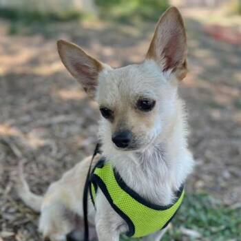 Chihuahua Dogs Available for Adoption in Center Point, Texas - Valentino | PetCurious