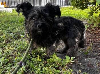 Havanese Dogs Available for Adoption in Fort Lauderdale, Florida - ZARA | PetCurious