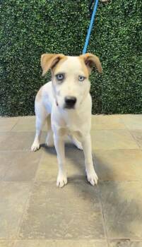 Mixed Breed Dogs Available for Adoption in El Paso, Texas - 61053223 | PetCurious