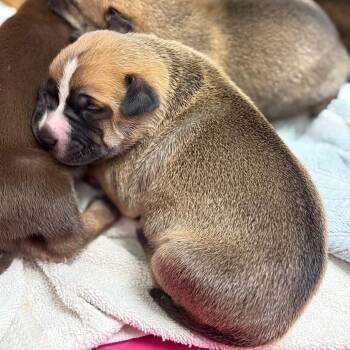 Snappy -  Chihuahua and Mixed Breed Dog for Adoption in Corpus Christi, Texas - Snappy | PetCurious