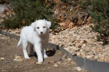 Australian Cattle Dog Blue Heeler Dogs Available for Adoption - Loki | PetCurious