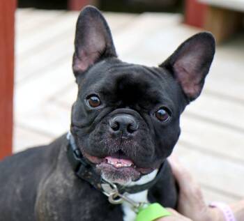 Marigold (AO37230) -  French Bulldog Dog for Adoption in Kansas City, Kansas - Marigold (AO37230) | PetCurious