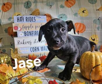 Rescue Rottweiler and Pit Bull Terrier Dogs for Adoption in Murphysboro, Illinois - Jase | PetCurious