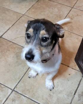 Jack Russell Terrier Dogs Available for Adoption in Van Alstyne, Texas - Rocky | PetCurious