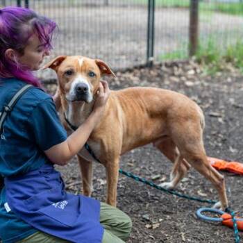Anubis -  Mixed Breed Dog for Adoption in Chamblee, Georgia - Anubis | PetCurious