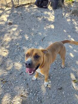 Rescue Pit Bull Terrier Dogs for Adoption in Mason City, Illinois - Turkey | PetCurious