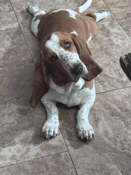 Basset Hound Dogs Available for Adoption in San Tan Valley, Arizona - Lilo | PetCurious