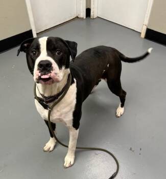 Pit Bull Terrier Dogs Available for Adoption in Phoenix, Oregon - Bosco | PetCurious