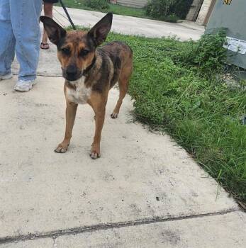 DAISY -  Catahoula Leopard Dog Dog for Adoption in San Antonio, Texas - DAISY | PetCurious