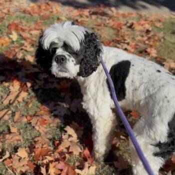 Tennyson -  English Toy Spaniel Dog for Adoption in Newberg, Oregon - Tennyson | PetCurious