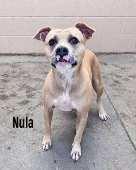 Nula -  Staffordshire Bull Terrier Dog for Adoption in Clearfield, Kentucky - Nula | PetCurious