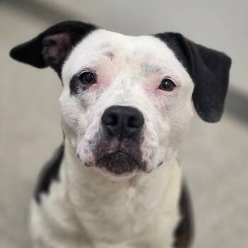 Pit Bull Terrier and Beagle Dogs Available for Adoption in Chatham, Virginia - Luna | PetCurious