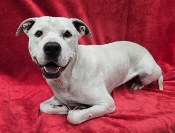 Rooster -  Mixed Breed Dog for Adoption in Frankfort, Indiana - Rooster | PetCurious