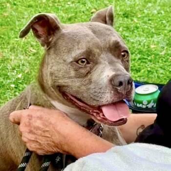 Sorkin -  Pit Bull Terrier Dog for Adoption in Buffalo, New York - Sorkin | PetCurious