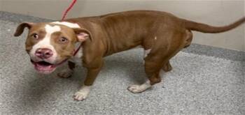 Pit Bull Terrier and Mixed Breed Dogs Available for Adoption in Pasadena, Texas - A184849 | PetCurious