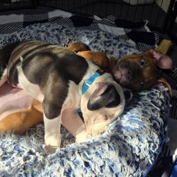 Soccer Ball -  American Bully and Pit Bull Terrier Dog for Adoption in Chicago, Illinois - Soccer Ball | PetCurious