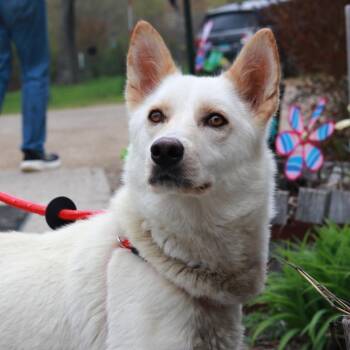 Shepherd and Husky Dogs Available for Adoption in Stormville, New York - CT Novalee (Foster In Pawcatuck, CT) | PetCurious