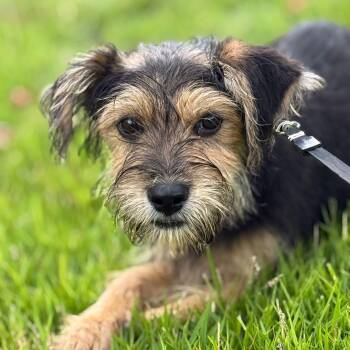 Yorkshire Terrier and Miniature Schnauzer Dogs Available for Adoption in New York, New York - RICE KRISPIES "Crunchy, Cute, And Full Of Snap, Crackle, Pup!" C | PetCurious