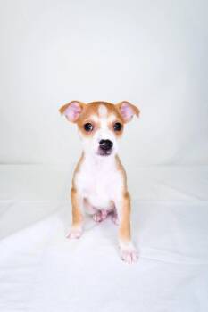 Terrier Dogs Available for Adoption in Bixby, Oklahoma - Sprout | PetCurious