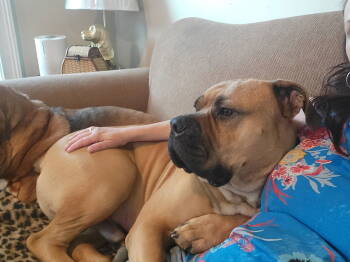 Rescue Mixed Breed Dogs for Adoption in Decatur, Georgia - Bobby | PetCurious