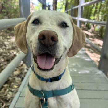 Julian -  Labrador Retriever and Mixed Breed Dog for Adoption in Salt Lake City, Utah - Julian | PetCurious