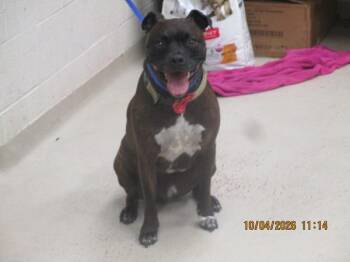 Rolo(859) -  Pit Bull Terrier Dog for Adoption in Marietta, Georgia - Rolo(859) | PetCurious