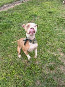 Bruno -  Pit Bull Terrier and Mixed Breed Dog Available for Adoption in Metter, Georgia - Bruno | PetCurious