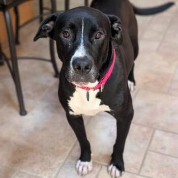 Nyx -  Mixed Breed Dog for Adoption in Wheaton, Illinois - Nyx | PetCurious