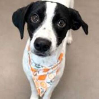 Sara -  Australian Cattle Dog Blue Heeler and Mixed Breed Dog for Adoption in Wilmington, Delaware - Sara | PetCurious