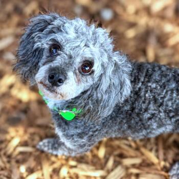 Andres -  Miniature Poodle Dog for Adoption in Boerne, Texas - Andres | PetCurious