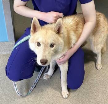 Husky Dogs Available for Adoption - RAYMAH | PetCurious