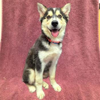 JUAREZ -  Siberian Husky Dog for Adoption in Long Beach, California - JUAREZ | PetCurious
