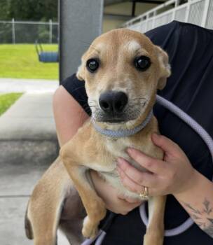 Pup Caramel -  Miniature Pinscher and Labrador Retriever Dog for Adoption in Washington, District Of Columbia - Pup Caramel | PetCurious